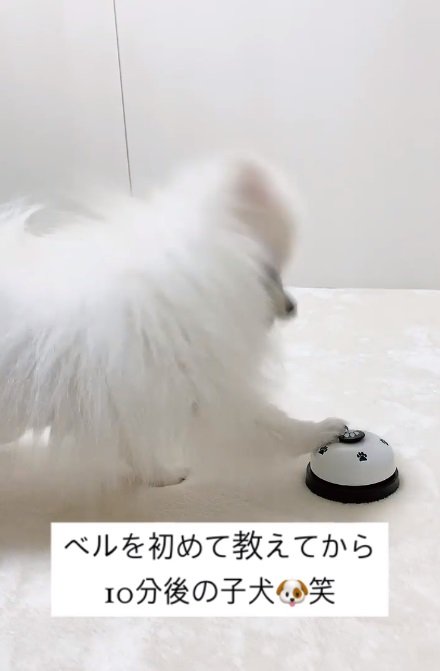 初めてのベル鳴らしに成功したペコちゃん