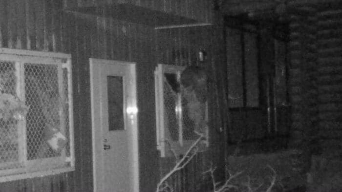 金網をつかんで侵入を試みるクマ（提供：札幌市）