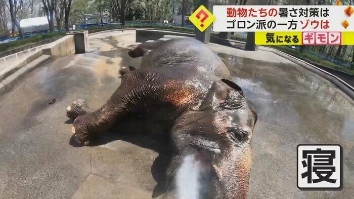 寝そべるアジアゾウのフー子(茶臼山動物園)