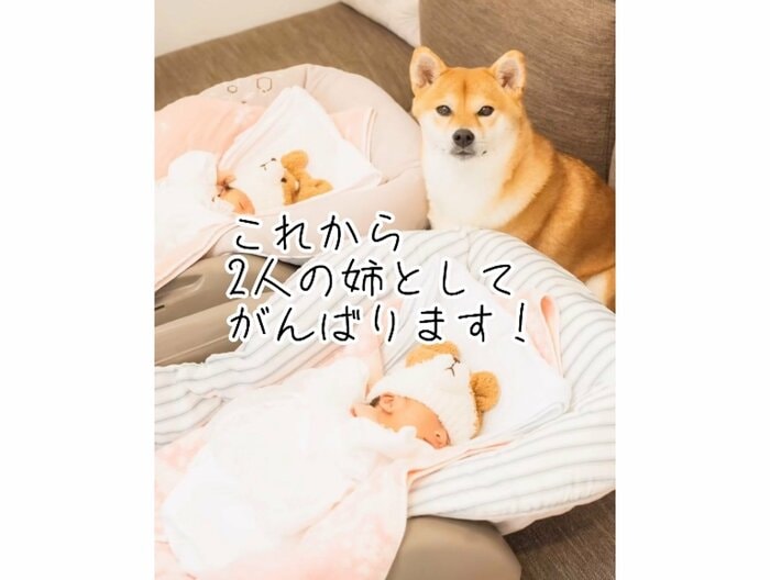 提供:柴犬 むぎさん
