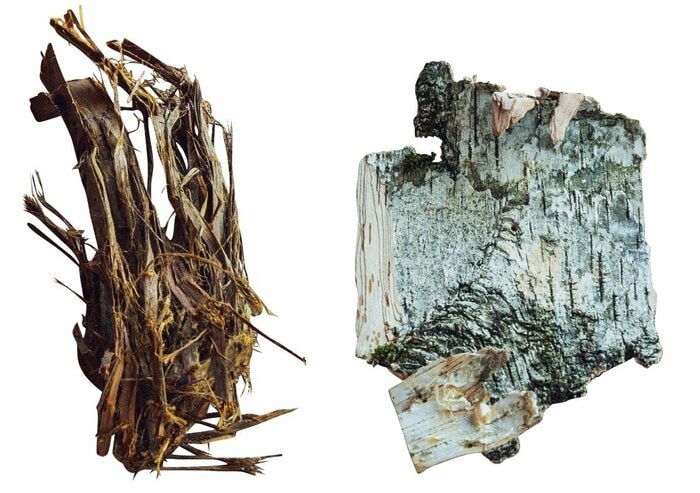 森で手に入る自然物の中で樹皮（写真左）は最も焚きつけに適している。スギ（写真右）などは樹皮にも脂分が多く含まれているので、薄く剝いで使うととてもよく燃える（『焚き火の教科書』より）