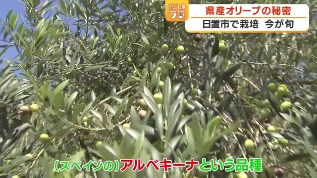 スペイン原産の「アルベキーナ」