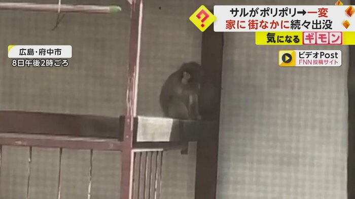住宅のベランダの手すりに座り、体をかいているサル