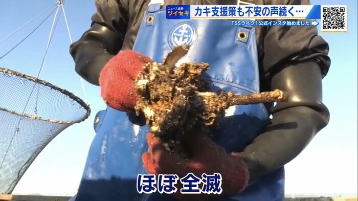 カキが死ぬ被害が相次ぐ広島市の沖合