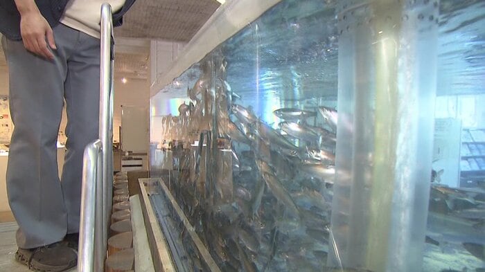 千歳市の「さけます情報館」