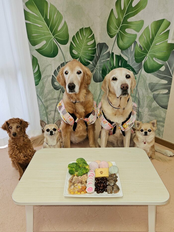 カット後のうのちゃん(左端)と4匹の同居犬