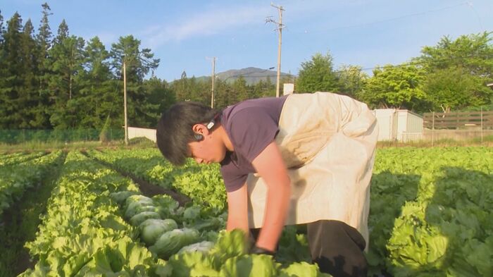レタスを収穫する飯沼永遠さん(13)