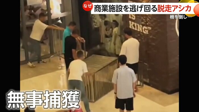 客の注目を一身に浴びながら逃げ続けたアシカ(中国SNSより)
