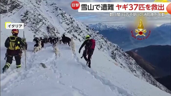 麓を目指す消防隊員とヤギたち