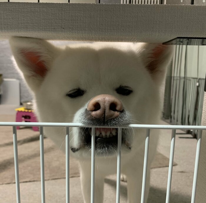 おねだりの方法がグレードアップ(提供:秋田犬もんたろうさん)