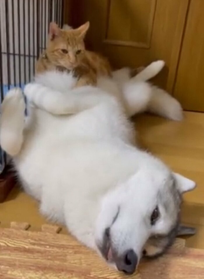 ハスキー犬のユキちゃんと、上に乗っているレンくん