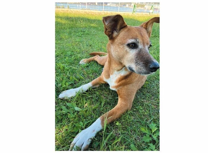 8頭の子犬のママ、ふうちゃん(『たまさんちのホゴイヌ2』(世界文化社)より)