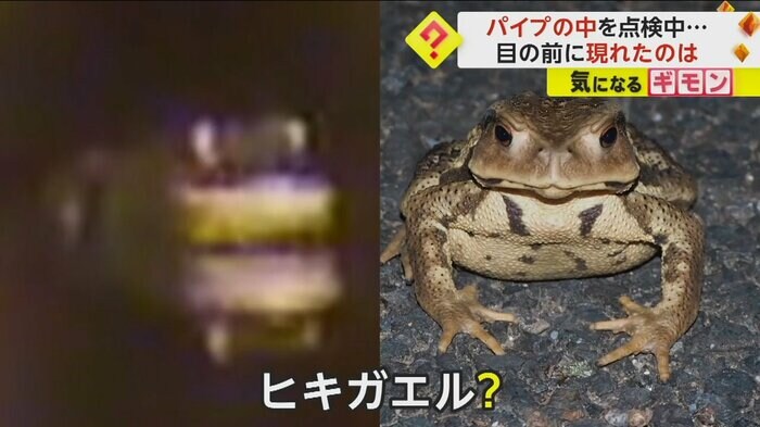 ワニとヒキガエルとの比較画像(CITY OF OVIEDO)