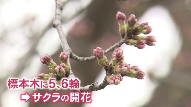 福井の標本木はまだ“つぼみ”