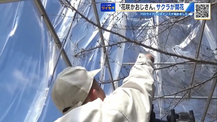 シート内で日々、サクラを観察する濱谷さん