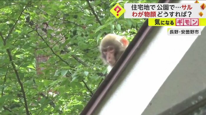 住宅街の屋根の上にサルが...