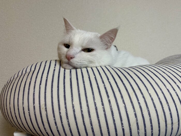 提供:ハク様