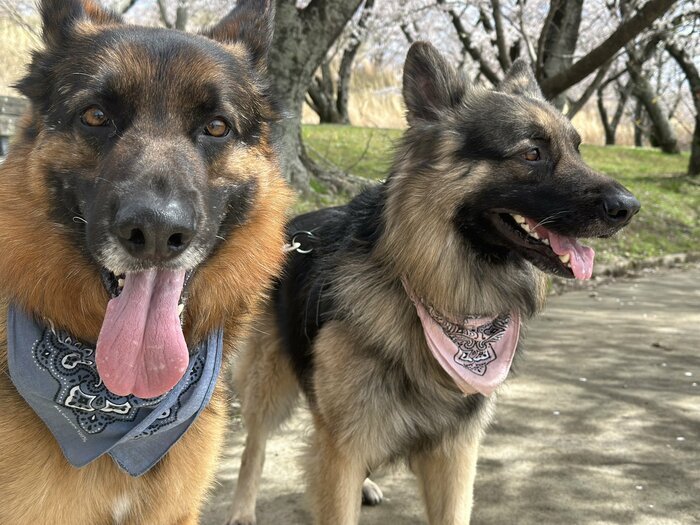 提供:Tobi and Bobi シェパード兄弟犬さん
