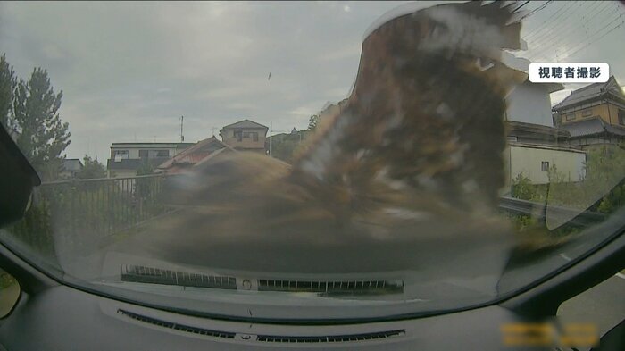 フロントガラスに激突