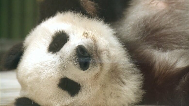 王子動物園のパンダ「タンタン」剥製が中国に返還…去年国内最高齢28歳で死亡　730万円かけ剥製と骨格標本に　神戸市｜FNNプライムオンライン