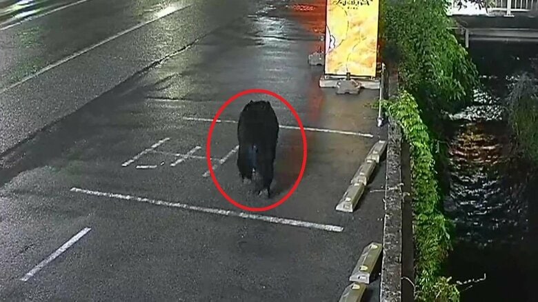 宇都宮市中心部で目撃相次ぐクマは複数頭の可能性も　宇都宮大学で捜索も発見できず近くの小学校で目撃情報｜FNNプライムオンライン