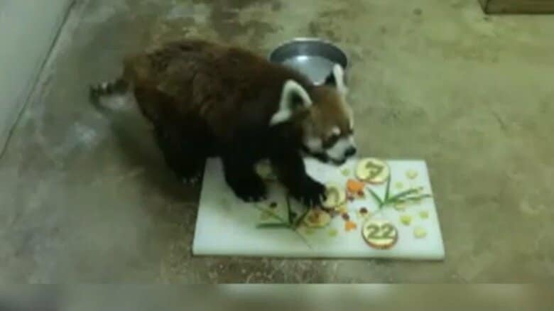 国内最高齢！レッサーパンダ風太くんが22歳に　人間なら80歳超…大好きなリンゴ頬張り特製ケーキに舌鼓　千葉市動物公園｜FNNプライムオンライン