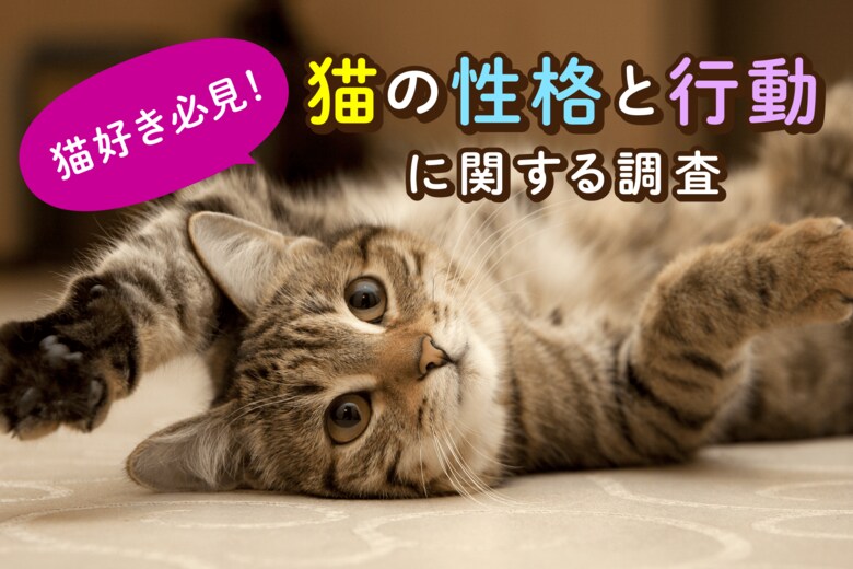【猫好き必見!】猫の性格と行動に関する調査