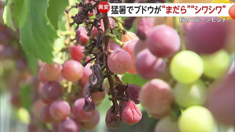 「これはちょっとかわいそう」酷暑でぶどうが“梅干し状態”のシワシワで秋のフルーツがピンチ…梨や葉物野菜も高値に｜FNNプライムオンライン
