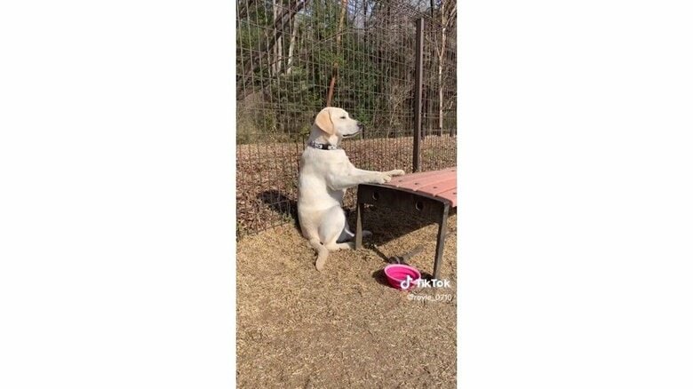 「ドッグランでランしない」“監視犬”が貫禄たっぷり！ベンチに前足をかけて鋭い眼光…理由を飼い主に聞いた｜FNNプライムオンライン