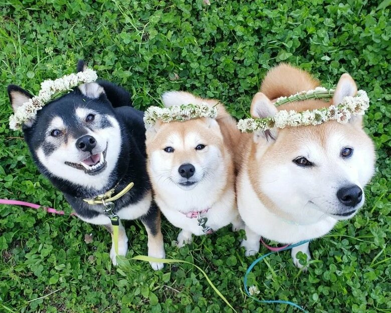 花冠を乗せた3匹(左からアンちゃん、サラちゃん、モカちゃん)