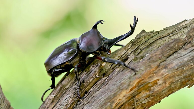 カブトムシの面白さといえるかもしれない(画像はイメージ)