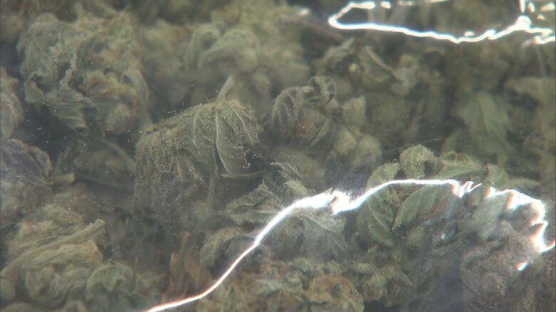大麻は覚醒剤より安価で若者でも買えてしまう