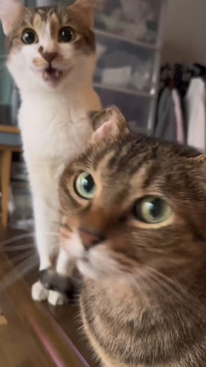 「え？本当にごはん？」と疑っている？