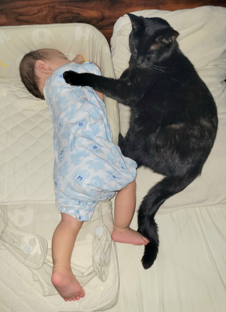 提供：仔猫を拾ったので