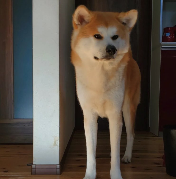 提供：秋田犬 杏(あん)と蓮(れん)さん