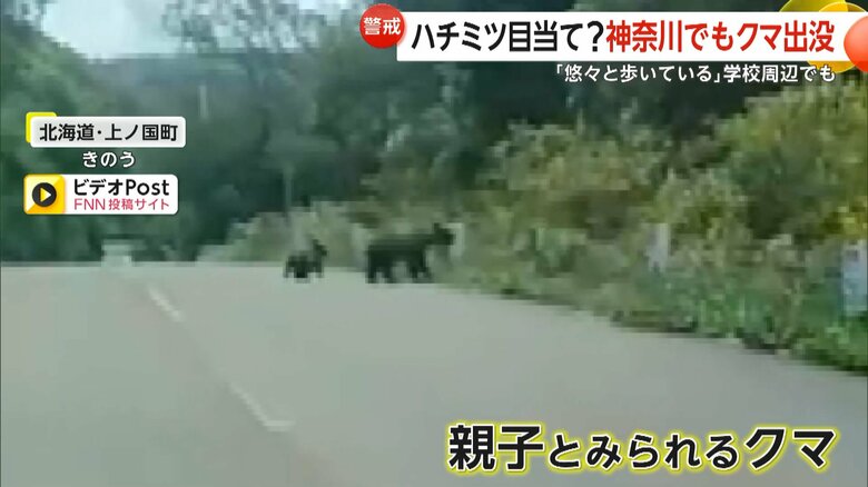 北海道・上ノ国町で目撃された親子とみられるクマ