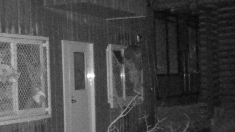 金網をつかんで侵入を試みるクマ（提供：札幌市）