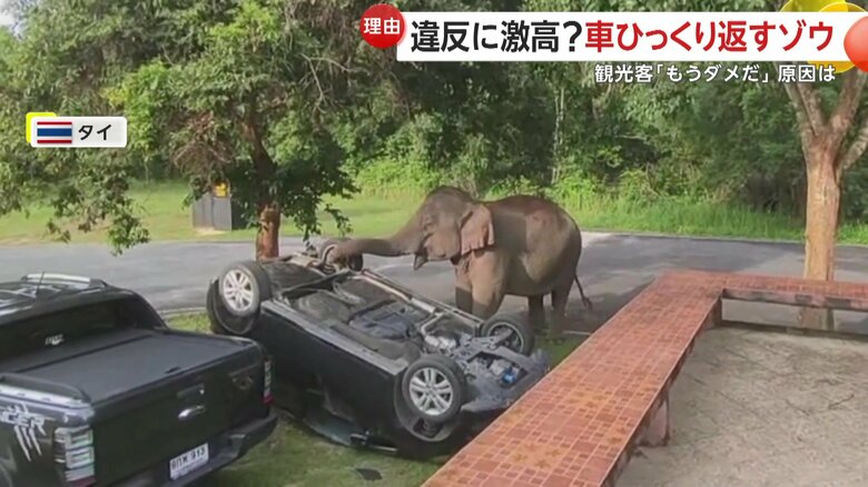 「パキパキ！」という音とともに、ついに車をひっくり返してしまったゾウ