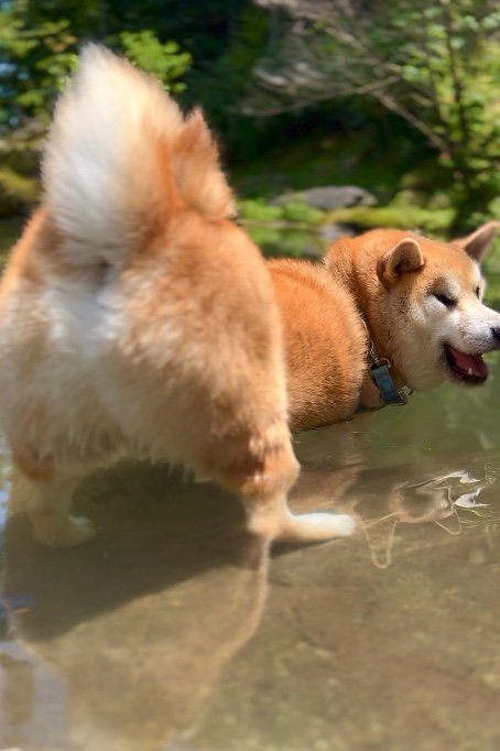 提供：柴リアンハスキーもちごめ兄弟さん