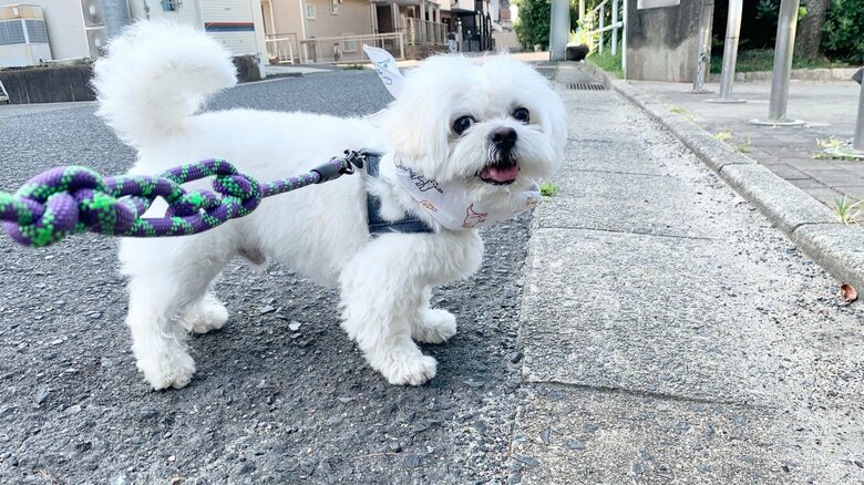 普段のわむうくん。好奇心旺盛だという