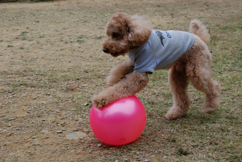 3歳の頃には“玉転がし”ができるようになっていた