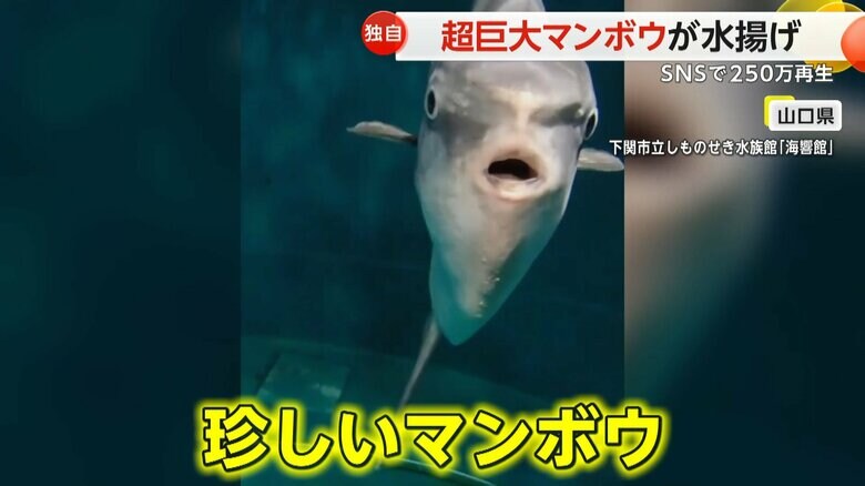 山口県の下関市立しものせき水族館「海響館」のとても珍しいマンボウの姿