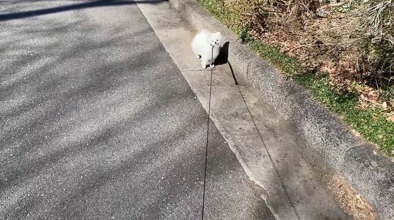 動かないマヨちゃん