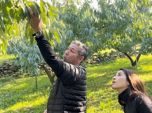 600本ほどある内藤農園の桃の木