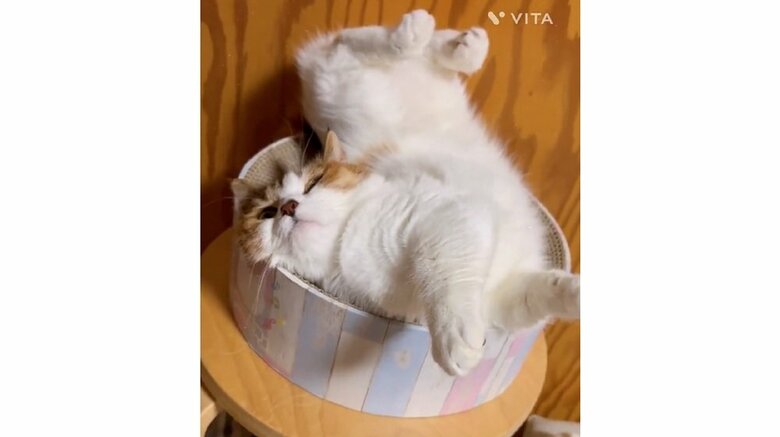 最初は飼い主さんも心配したというアクロバティックな寝姿