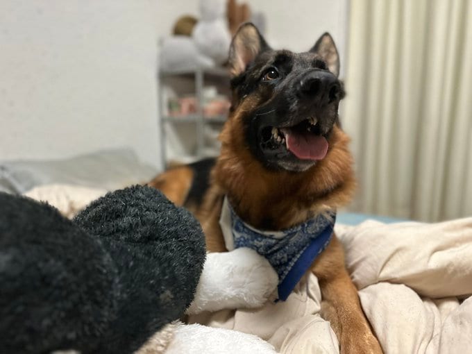 トモダチのぬいぐるみと