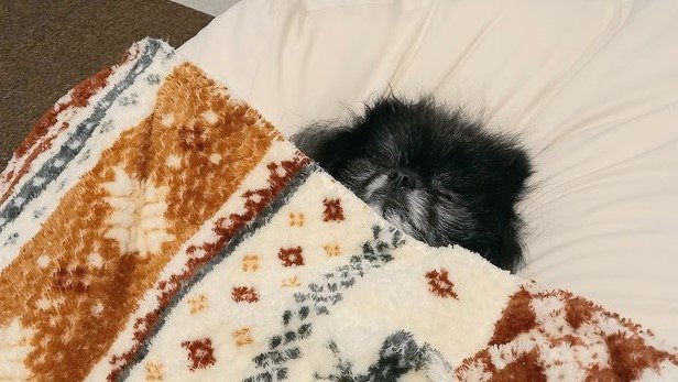 人間のように熟睡