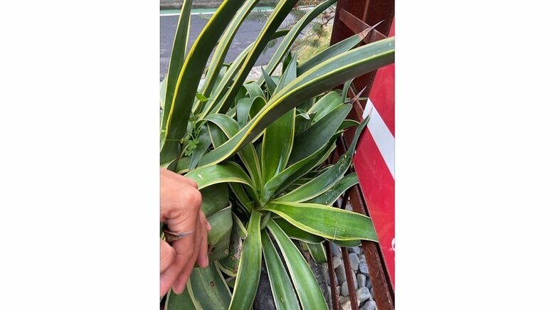 下から生えてきているという子株