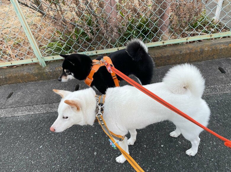 提供：柴犬のくぅとそらさん
