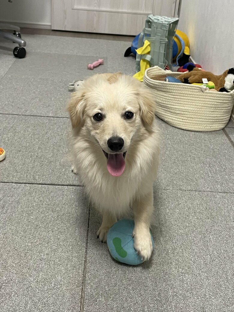 お気に入りのボール遊び